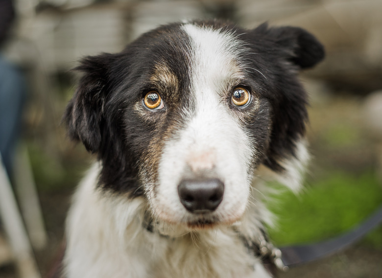 A senior Border Collie dog with a rescue at his foster home, looking at the camera with a nervous expression. He has been adopted!