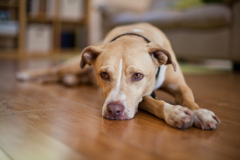 Senior, mixed breed dog