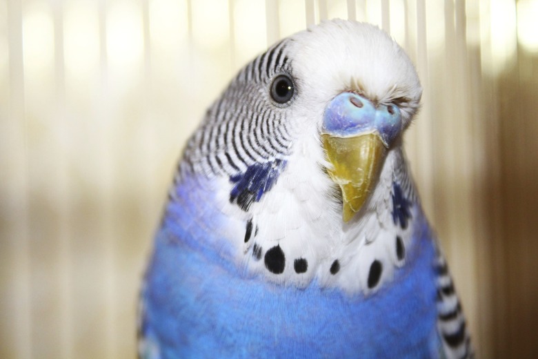 Young blue budgerigar portrait