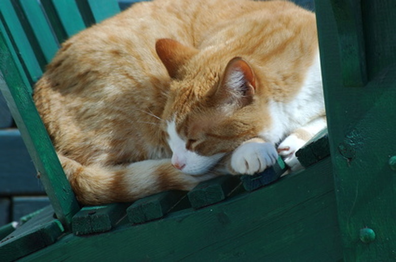 Close up of an orange cat sleeping on a green couch