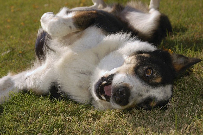 Healthy Playful Collie