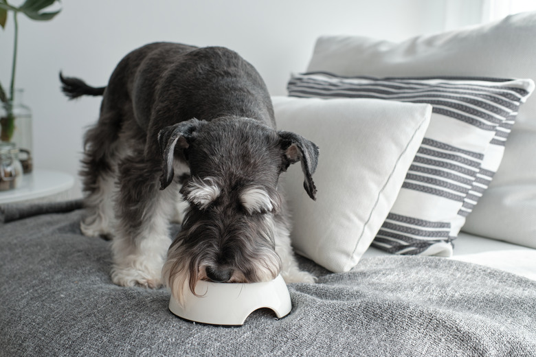 Cute dog eating food from bowl