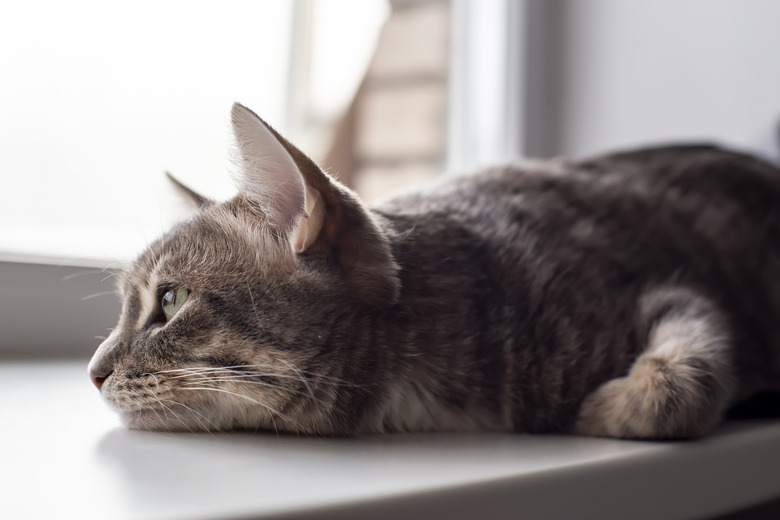 Cute cat lying on the windowsill and sadly looking out the window.