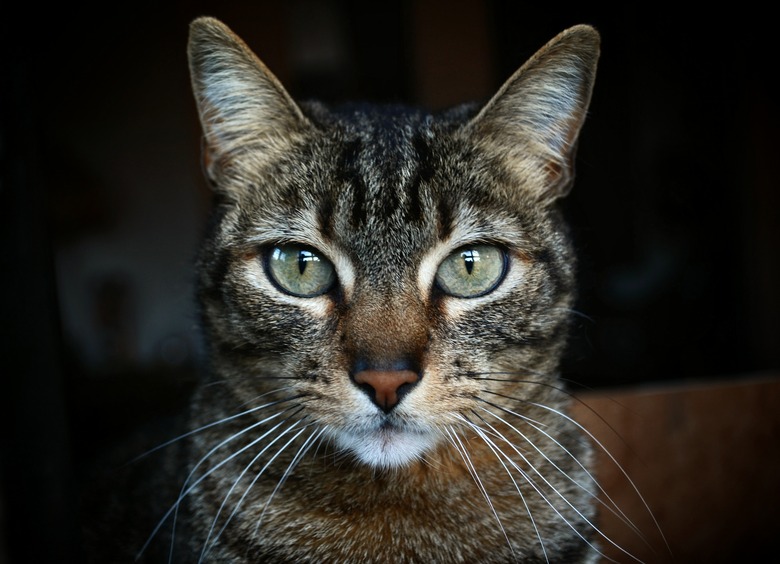 Portrait Of Tabby