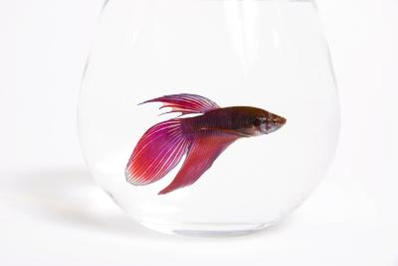 Pregnant Betta Fish Here s How To Tell If A Betta Fish Is Pregnant Cuteness