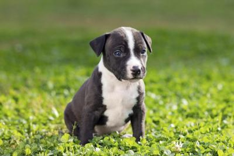 Puppy sitting in grass