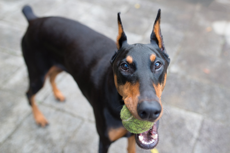 Doberman Pinscher with a tennis ball