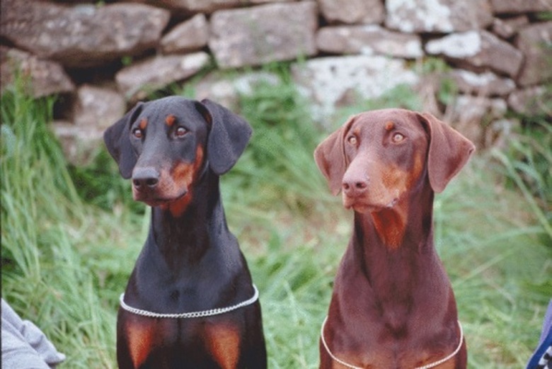 A brown and black Doberman next to each other outside