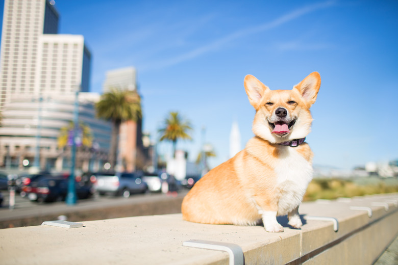 Squinting Pembroke Welsh Corgi dog