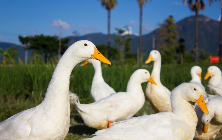 White duck on the grass