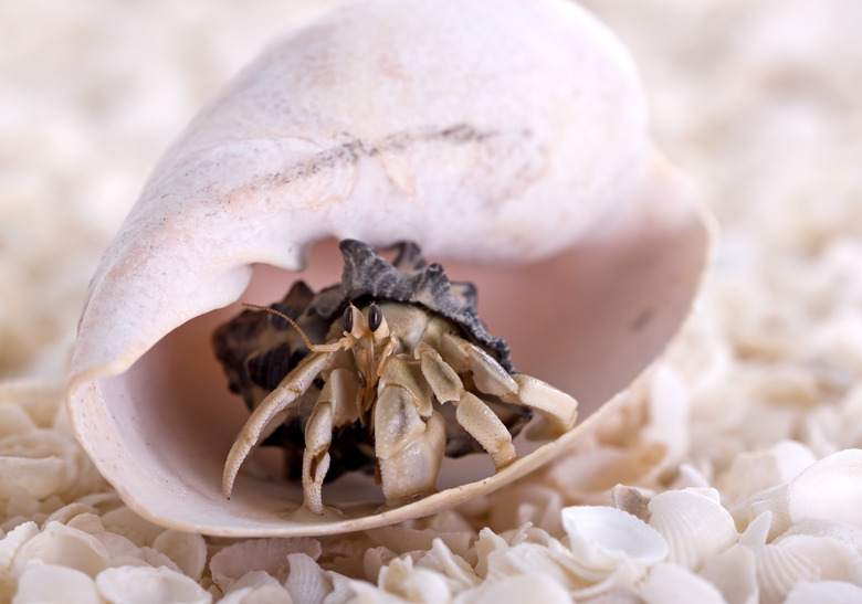 Hermit Crab