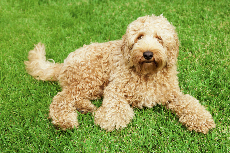 Cute labradoodle on a grassy field