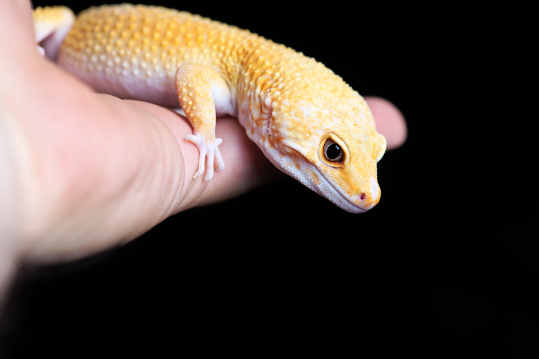 Orange Leopard Gecko on black background