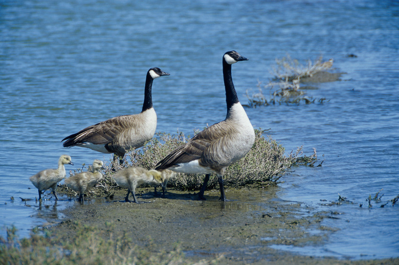 Canada Geese and their young