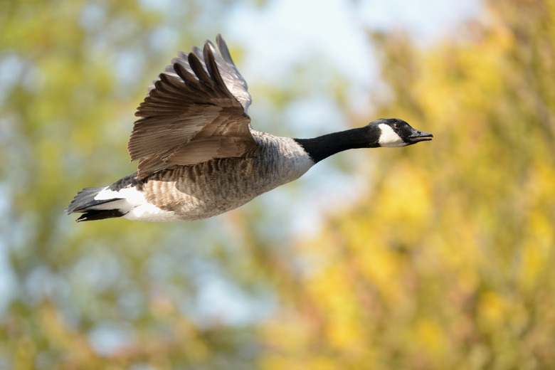 Canada goose female best sale