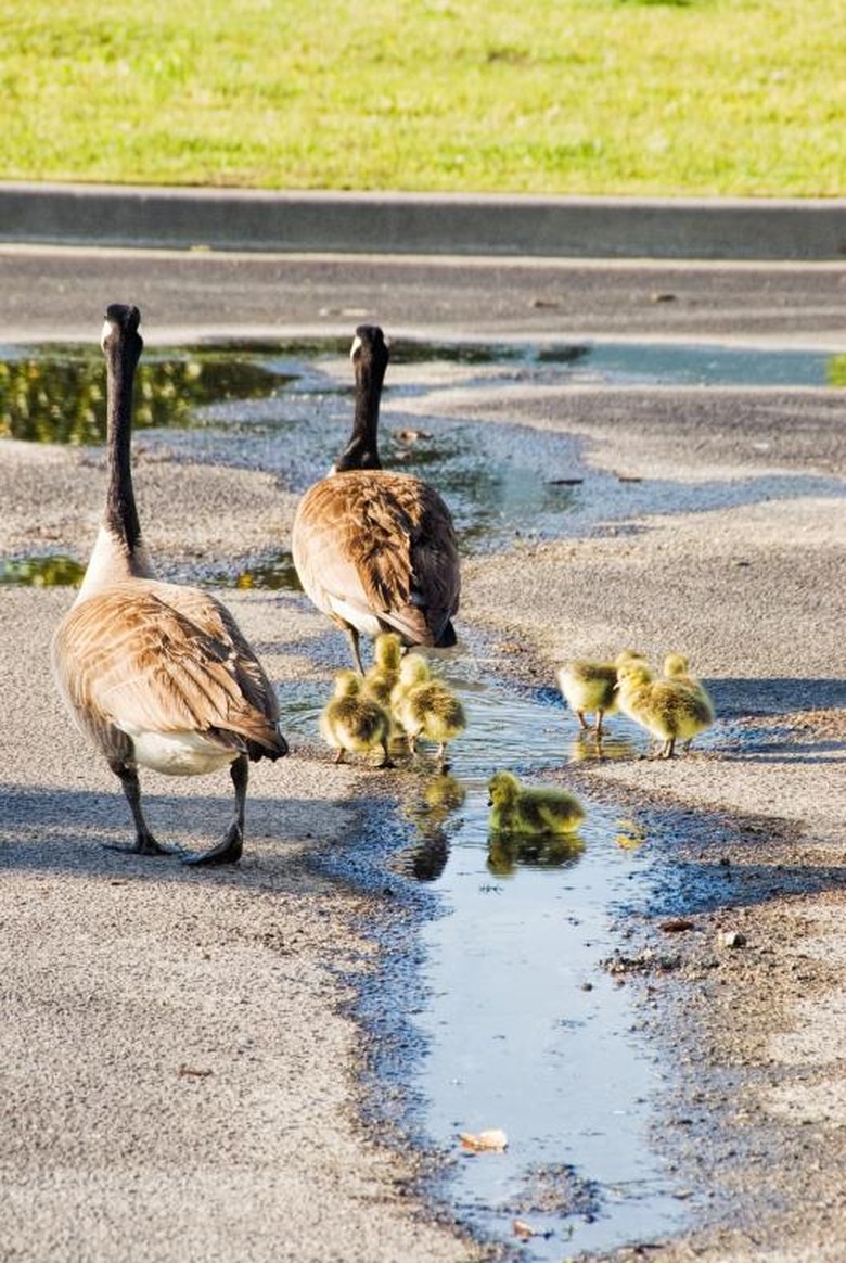 Male Vs Female Goose How To Tell Male Female Geese Apart Cuteness