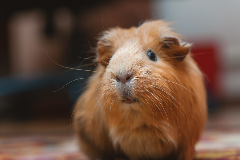 Portrait of red guinea pig, close up.