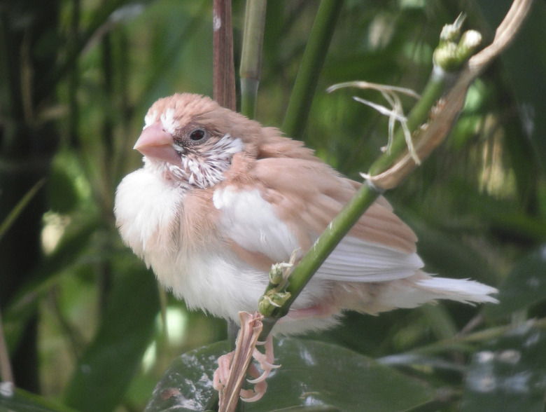 Fledgling Beige Bengalese Finch sat in Bamboo