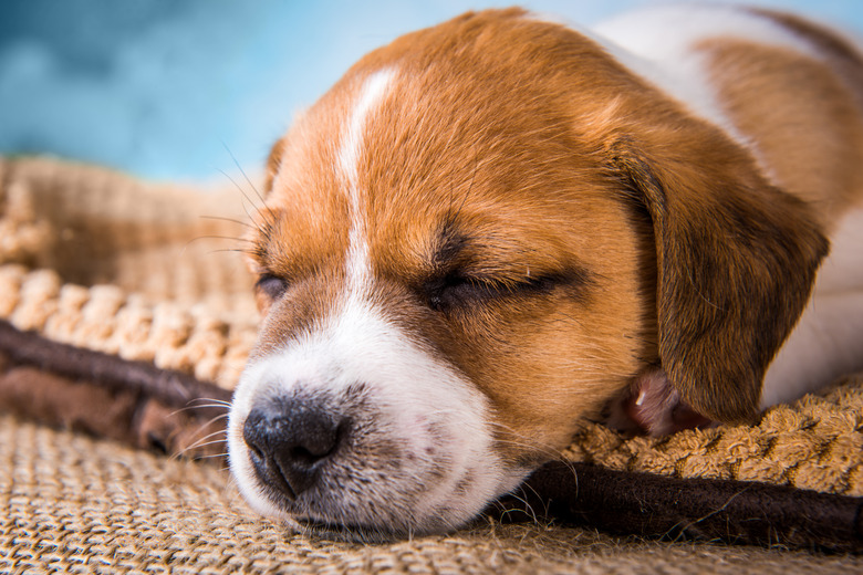 Close-up of purebred dog sleeping