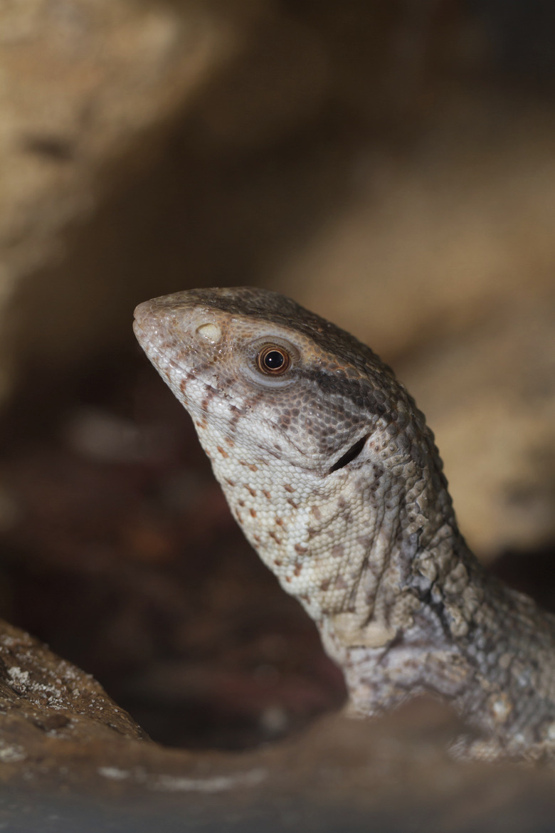 Varanus exanthematicus, savannah monitor lizards