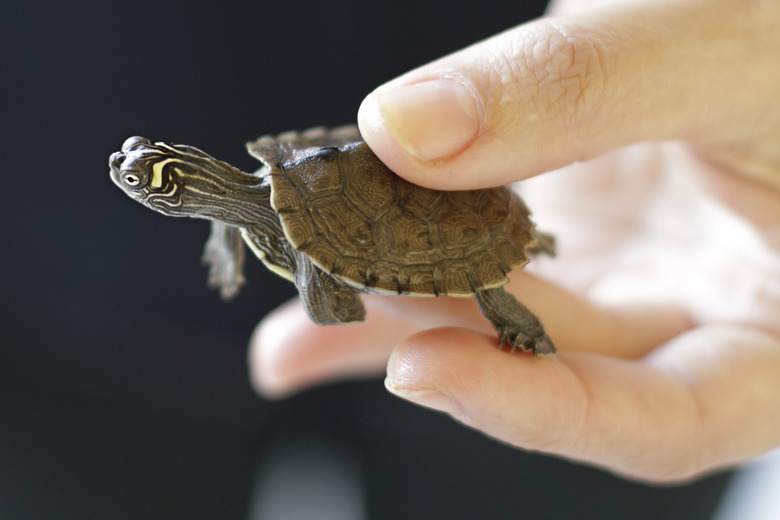 Pet baby turtle in hand