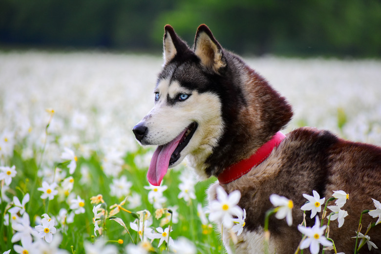 Close-up of sled purebred siberian husky on field