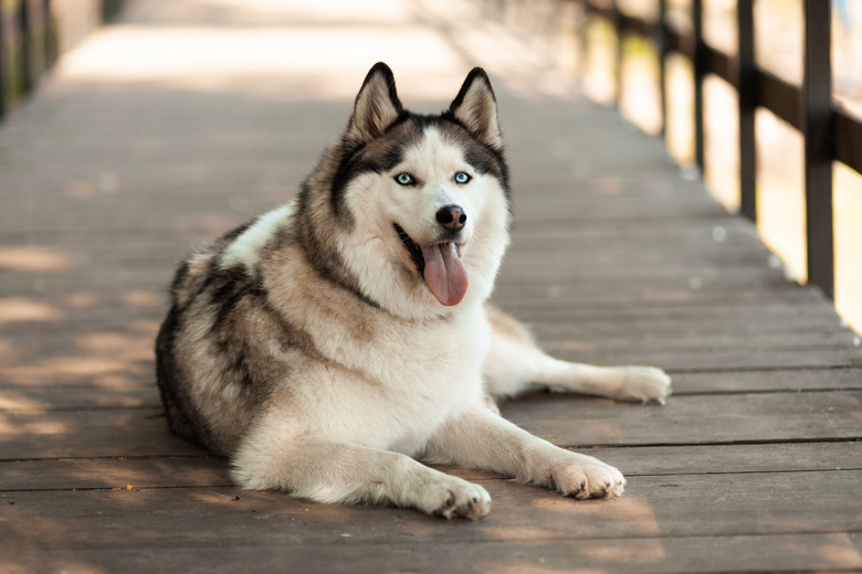 Thoroughbred husky lies on a walkway