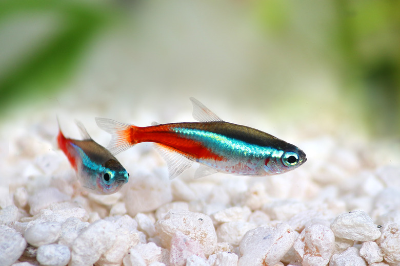 Baby tetra fish hotsell