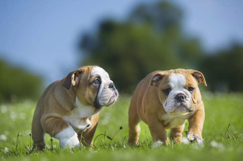 Cute happy english bulldog dog puppies playing outdoors