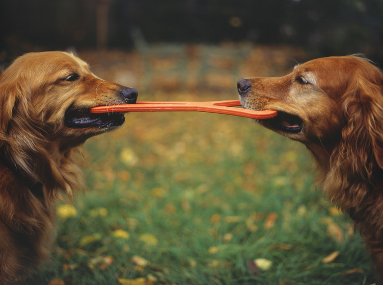 Golden Retrievers playing tug-of-war with toy in garden close-up