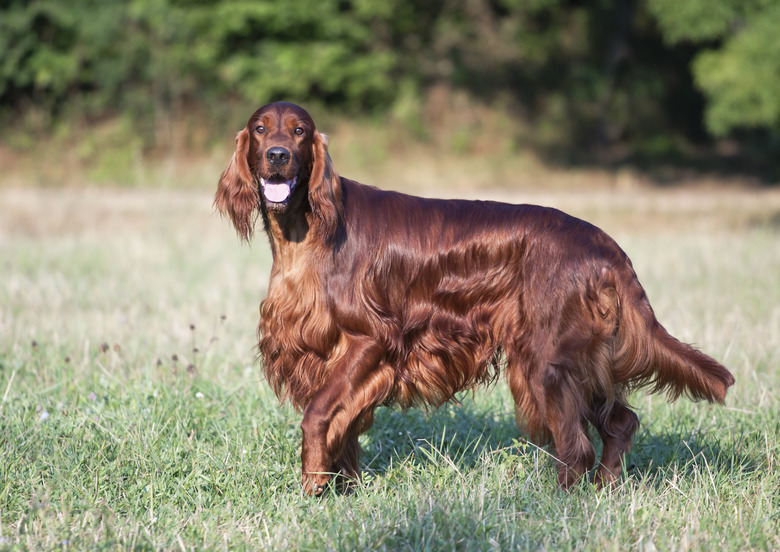 Irish Setter looking