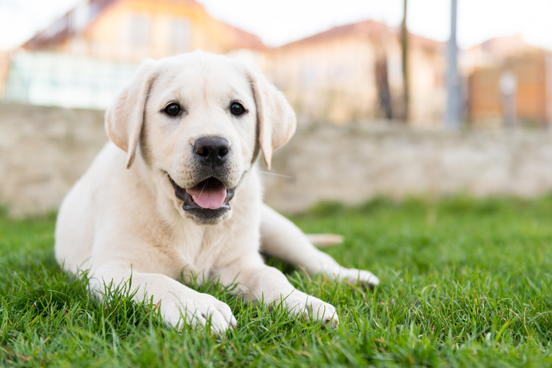 Labrador retriever sitting on grass