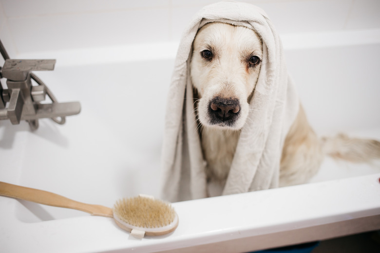 golden retriever bathing in the bathroom