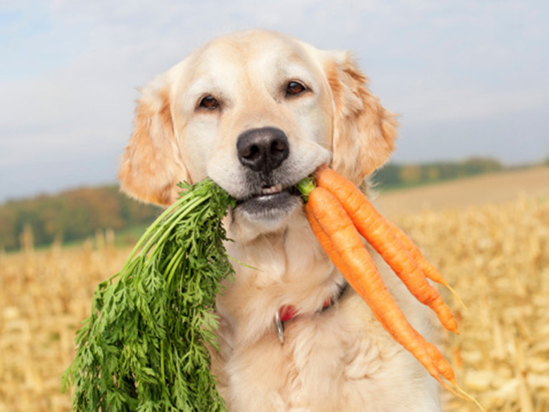 dog carrying carrots in a field