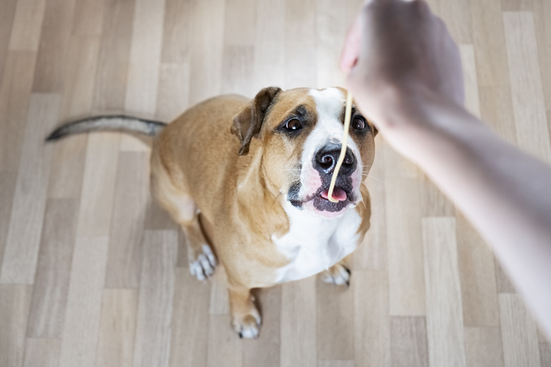 Dog takes spaghetti from a human.