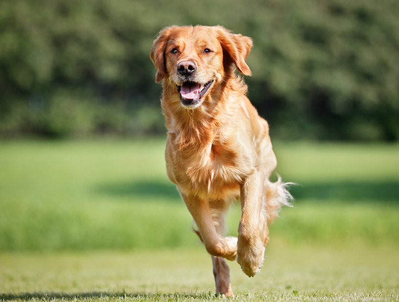 Golden retriever dog