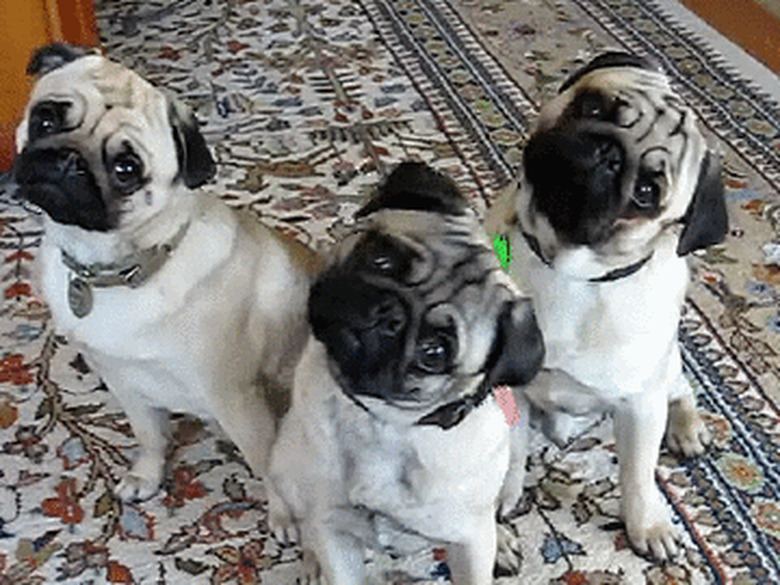 confused pugs tilting their heads