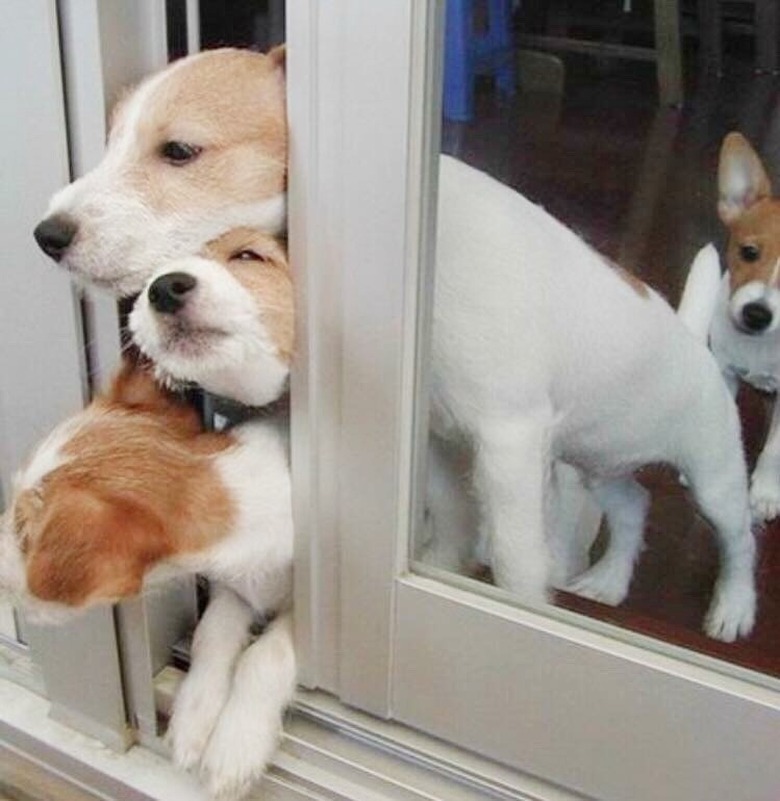 Three puppies trying to squeeze through sliding glass door.