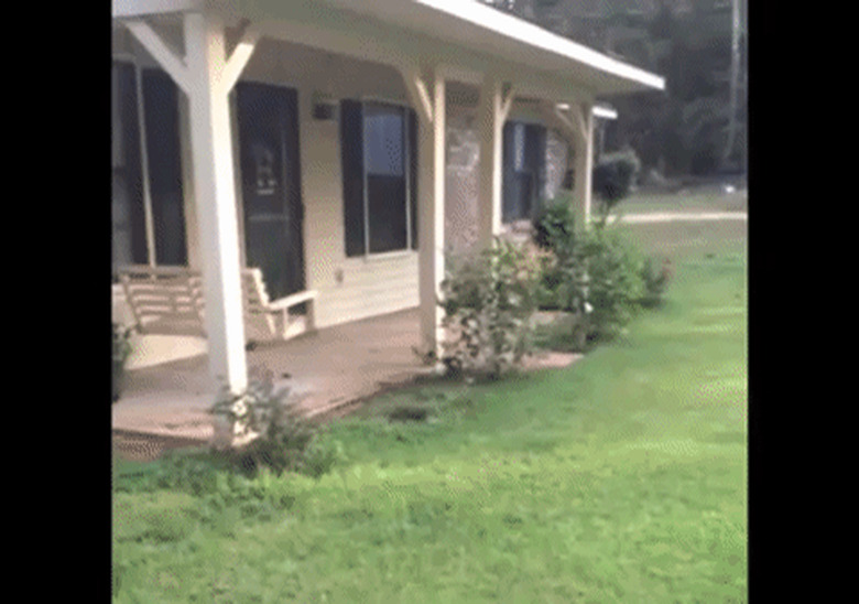 puppy trips over hole in grass