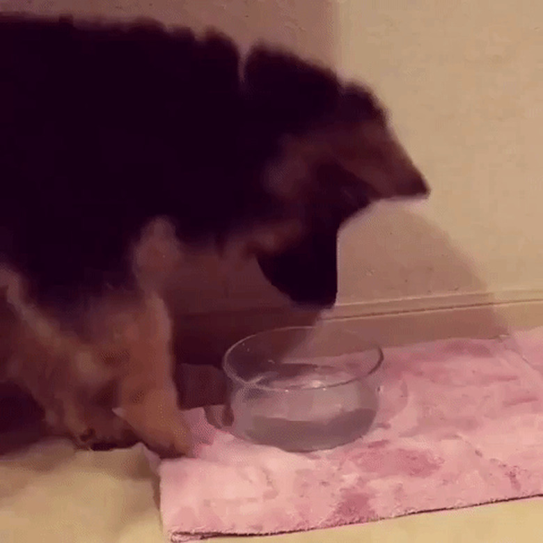 puppy trying to eat water