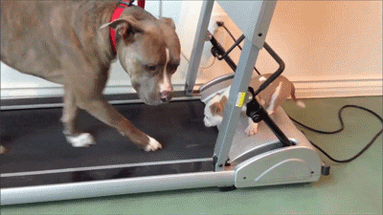 puppy doesn't understand treadmill