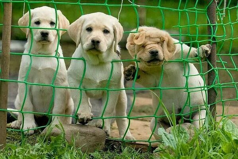 Three puppies, one with its head stuck in a fence.