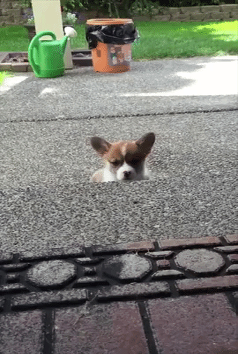 puppy can't get up step