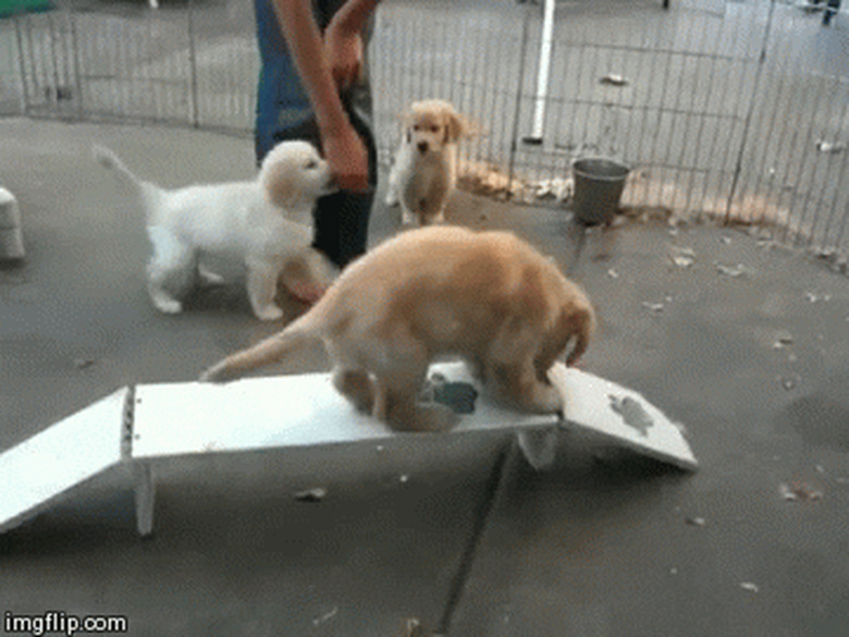 puppy loses balance