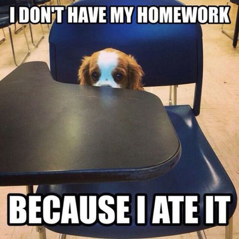 Puppy sitting at school desk.