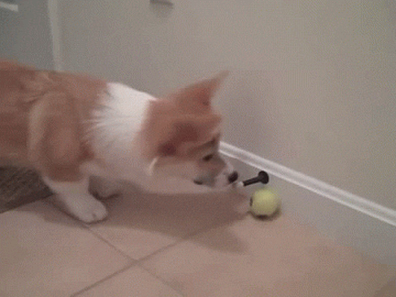 dog doesn't understand door stopper