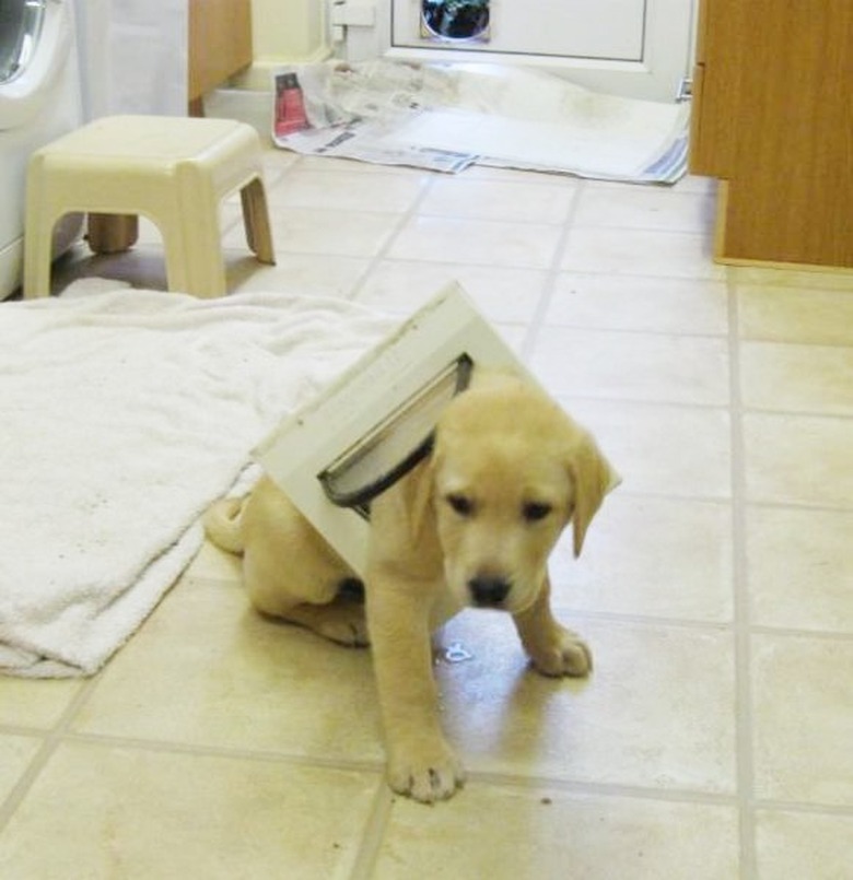 Puppy stuck in cat door.