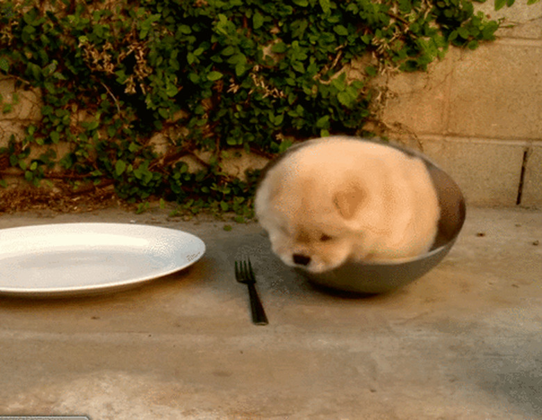 puppy spills out of bowl