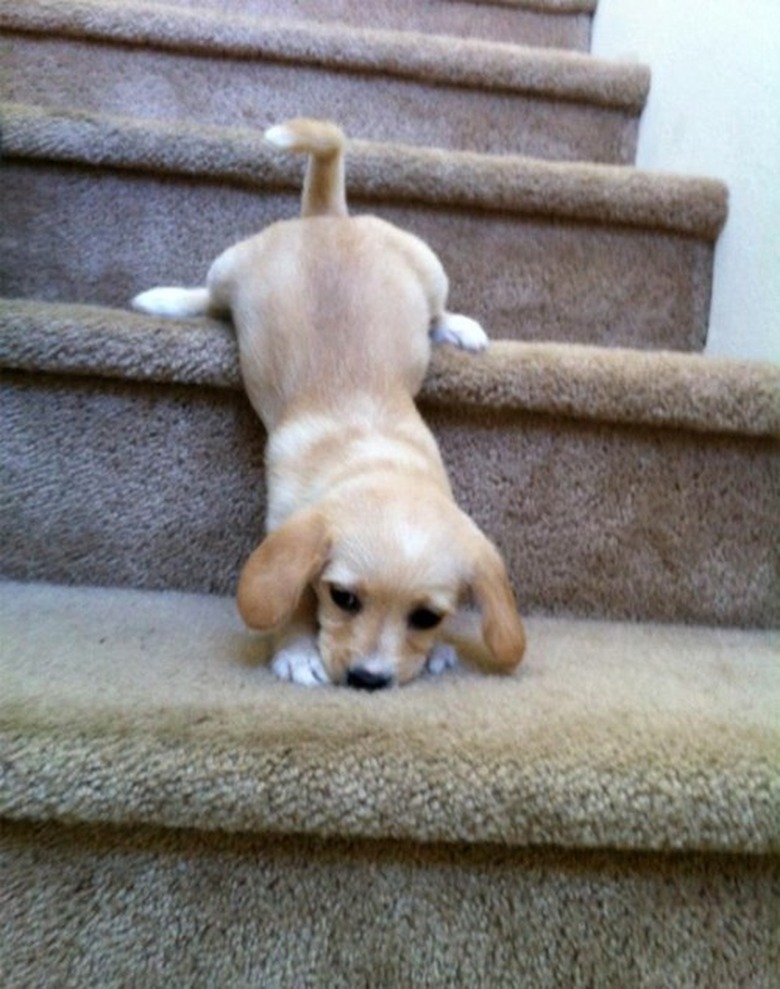 Puppy halfway between stair steps.