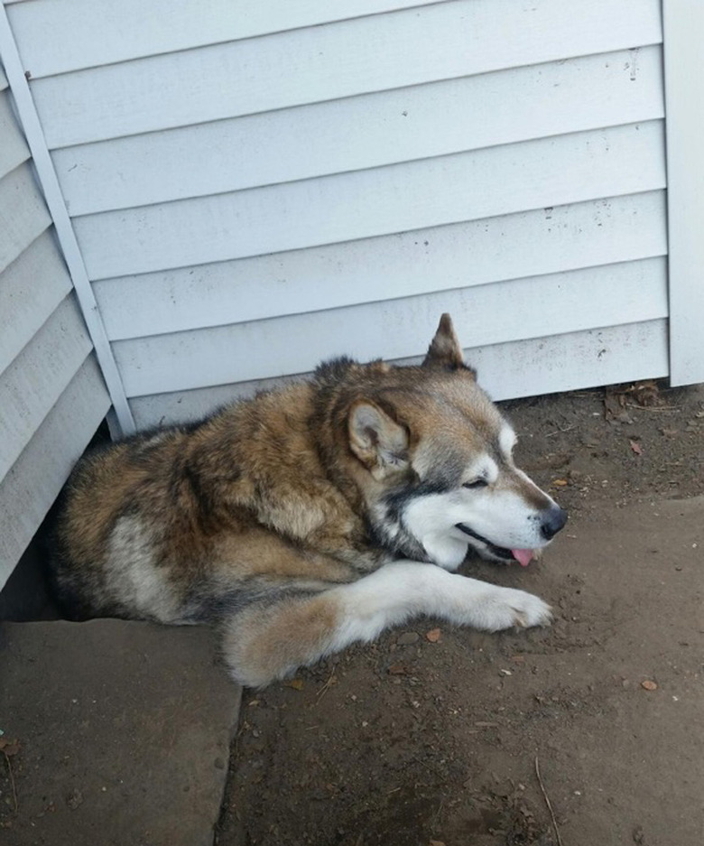 Dog lying in hole partly under house.